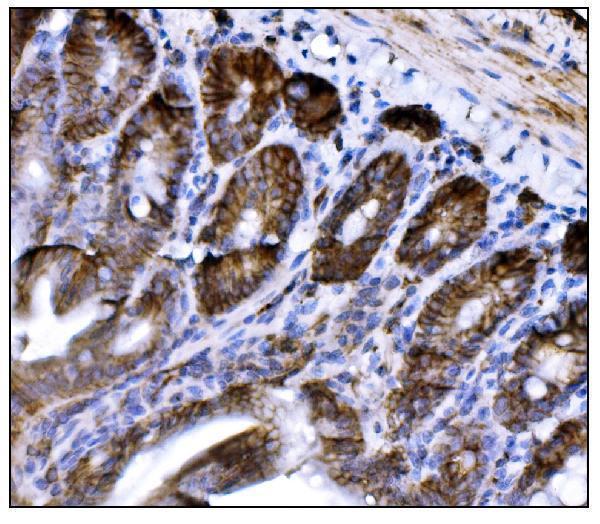  IHC analysis of CD147/Bsg using anti-CD147/Bsg antibody (A00248-3)