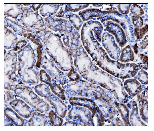 IHC analysis of CD147/Bsg using anti-CD147/Bsg antibody (A00248-3)
