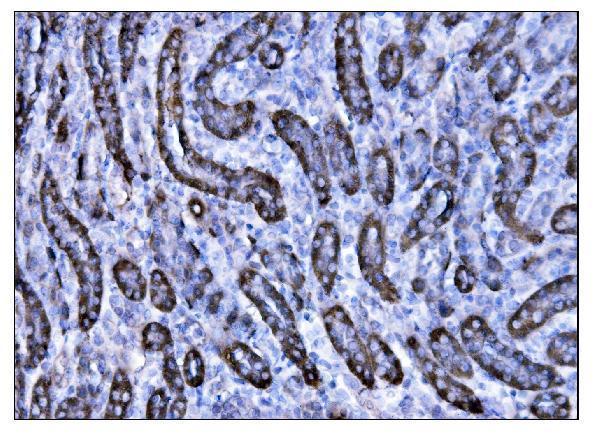 a00248 3 bsg primary antibodies ihc testing 4