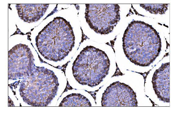 a00248 3 bsg primary antibodies ihc testing 5