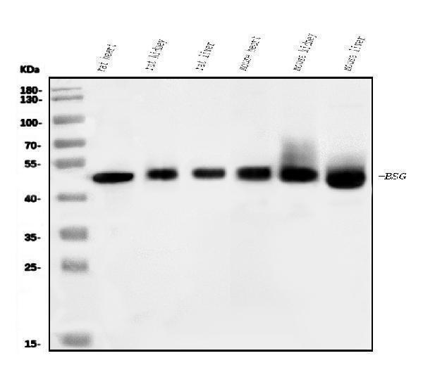  Western blot analysis of CD147/Bsg using anti-CD147/Bsg antibody (A00248-3)
