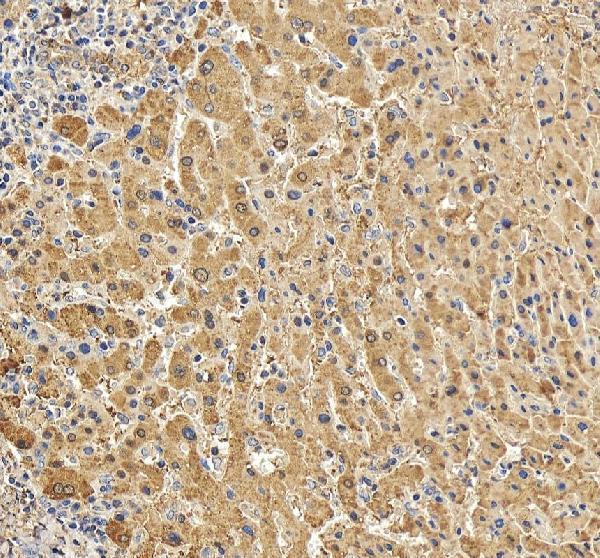 a00249 4 crp primary antibodies ihc testing 3