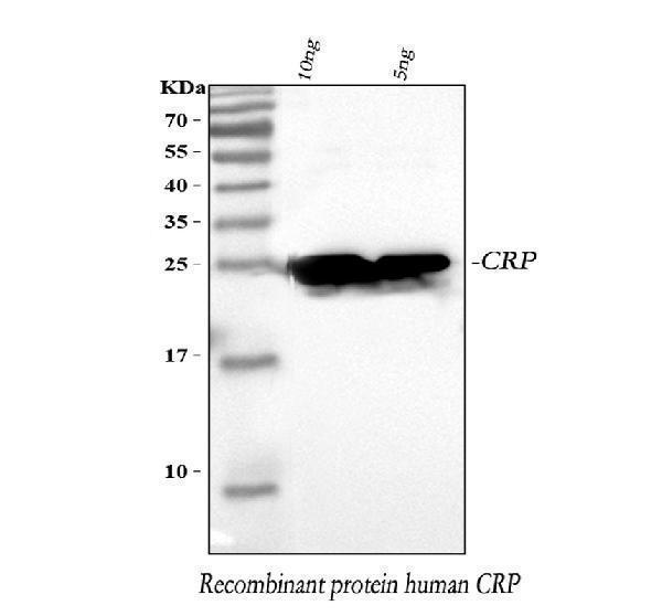 a00249 4 crp primary antibodies wb testing 1