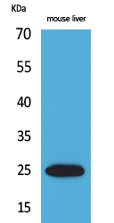 Western Blot analysis of mouse liver cells using CRP Polyclonal Antibody