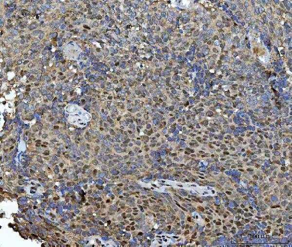 a00250 hsf1 primary antibodies ihc testing 4