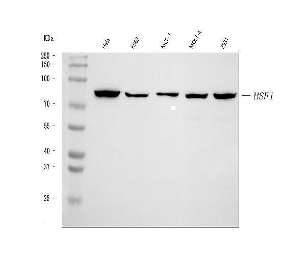  Western blot analysis of HSF1 using anti-HSF1 antibody (A00250)