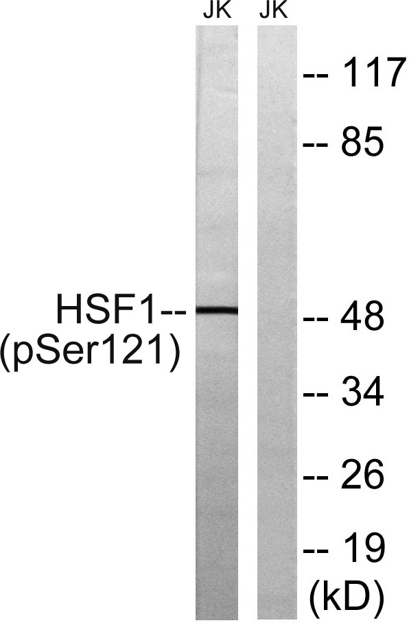 a00250s121 hsf1 primary antibodies wb testing 2