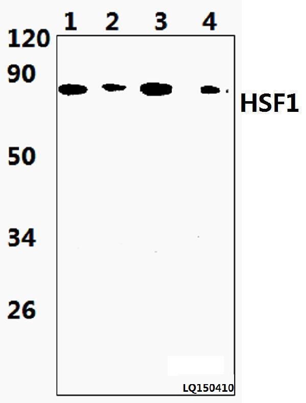 a00250s303 1 hsf1 primary antiboties wb testing 1