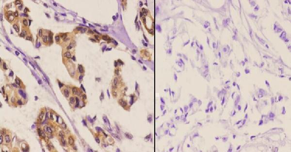 a00250s303 hsf1 primary antiboties ihc testing 2