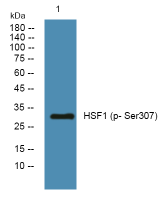 a00250s307 hsf1 primary antibodies wb testing 1