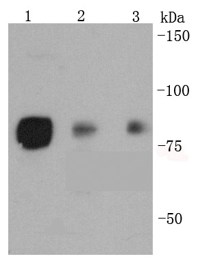 a00250s326 hsf1 primary antiboties wb testing 1
