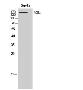 a00251 2 ace primary antibodies wb testing 2