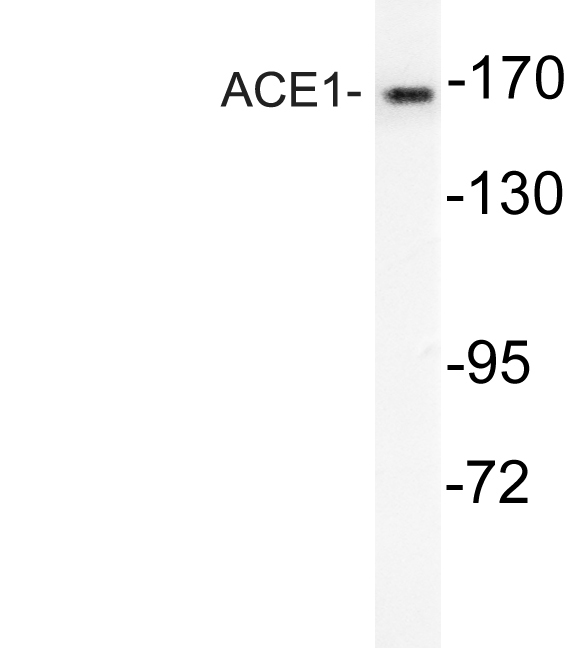 a00251 2 ace primary antibodies wb testing 3