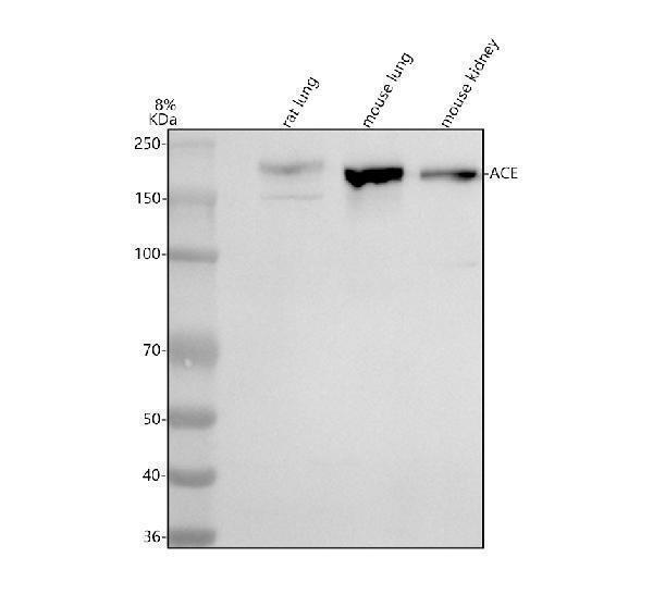 a00251 3 ace primary antibodies wb testing 1