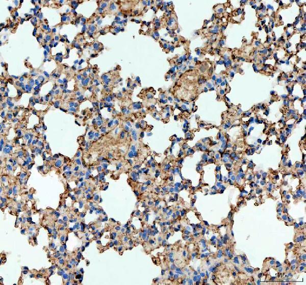 a00251 ace primary antibodies ihc testing 1