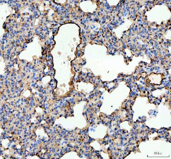 a00251 ace primary antibodies ihc testing 2
