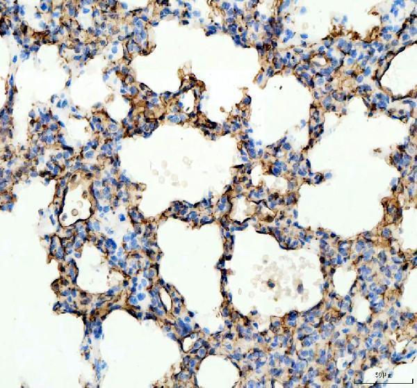 a00251 ace primary antibodies ihc testing 3
