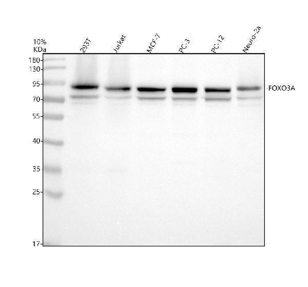 Western blot analysis of FOXO3A/FOXO3 using anti-FOXO3A/FOXO3 antibody (A00252-3)