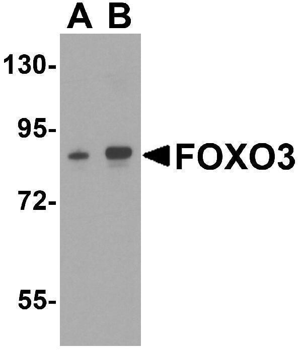 a00252 foxo3 primary antibodies wb testing 1