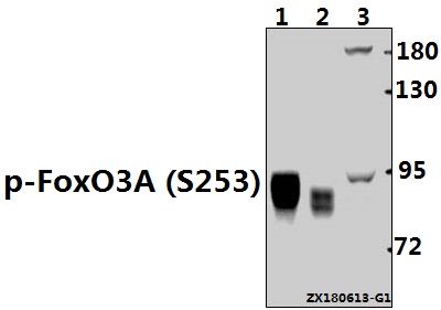 Western blot (WB) analysis of p-FoxO3A (S253) pAb at 1:500 dilution
Lane1:The Testis tissue lysate of Rat(40ug)
Lane2:The Testis tissue lysate of Mouse(20ug)
Lane3:Hela whole cell lysate(40ug)
