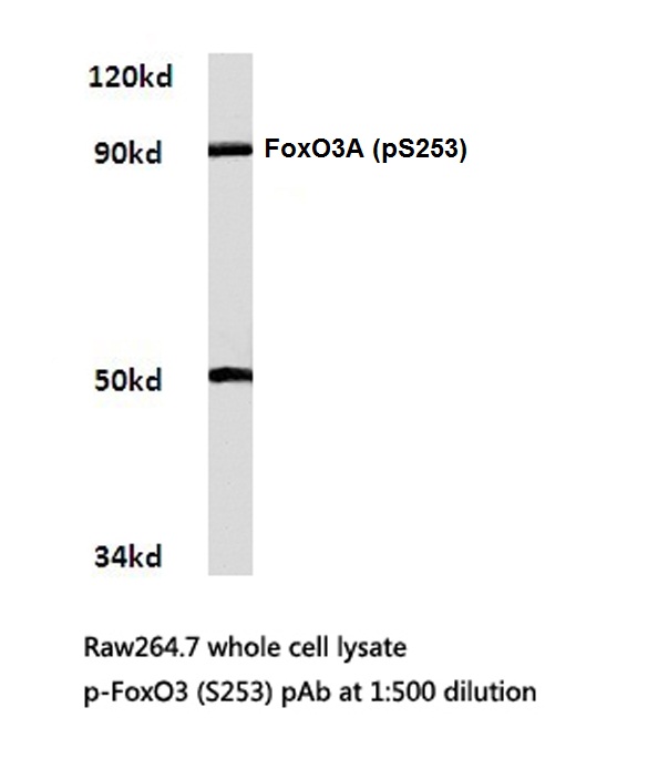 a00252s253 foxo3 primary antiboties wb testing 1