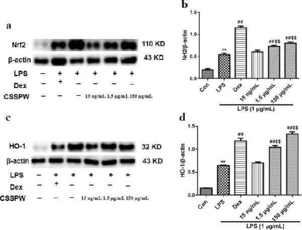 Effects of CSSPW on the expression of Nrf2/HO-1 pathway in LPS-induced RAW264