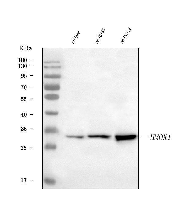  Western blot analysis of Heme Oxygenase 1/Hmox1 using anti-Heme Oxygenase 1/Hmox1 antibody (A00253-1)