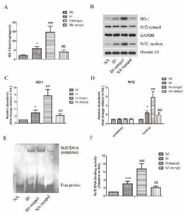 Tempol further promoted intermittent hypoxia-induced activation of the Nrf2/HO-1 signaling pathway