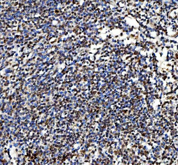 a00254 ki67 primary antibodies ihc testing 1_1