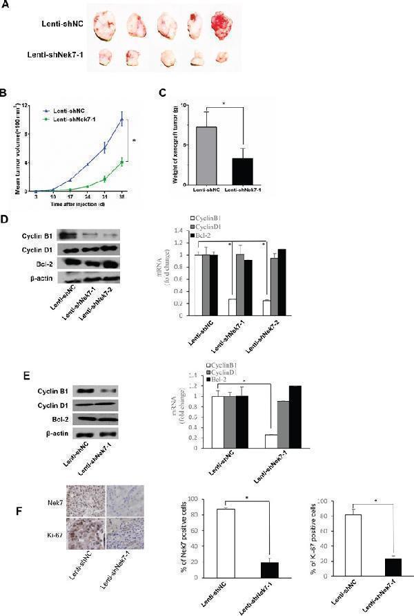 a00254 oncotarget 07 18620 g005