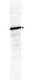 Western Blot of Rabbit Anti-HDAC-1 Antibody