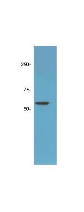 a00256 1 hdac1 primary antibodies wb testing 6