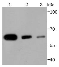 Western blot analysis of HDAC1 on different lysates using anti-HDAC1 antibody at 1/1,000 dilution