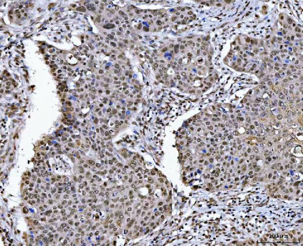  IHC analysis of HDAC1 using anti-HDAC1 antibody (A00256-4)