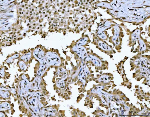  IHC analysis of HDAC1 using anti-HDAC1 antibody (A00256-4)