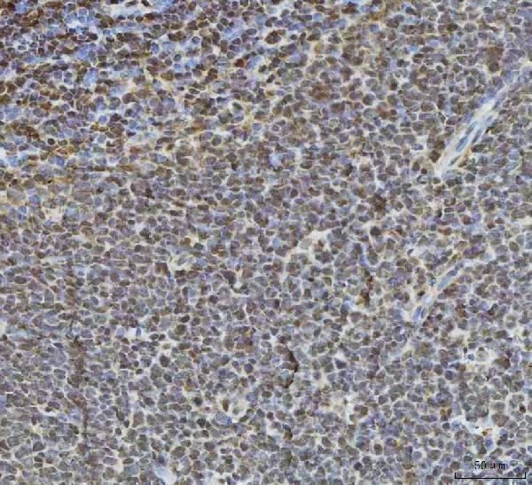 a00256 4 hdac1 primary antibodies ihc testing 4