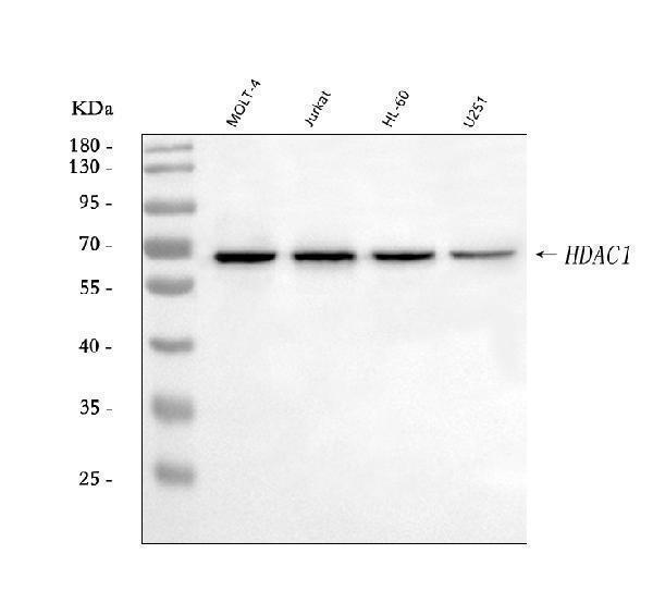  Western blot analysis of HDAC1 using anti-HDAC1 antibody (A00256-4)