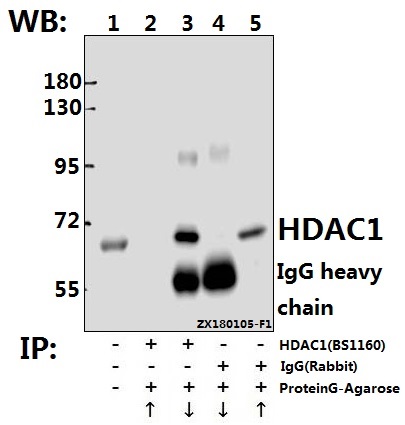 a00256 hdac1 primary antiboties ip testing 3