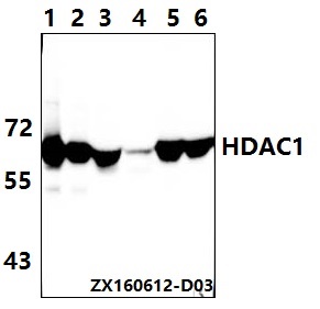 a00256 hdac1 primary antiboties wb testing 1