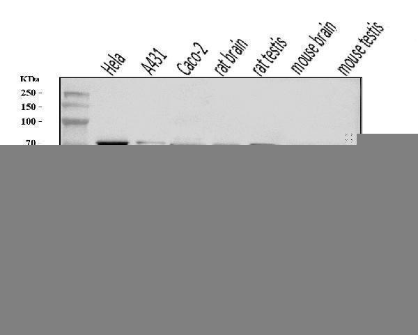 a00257 2 e2f1 primary antibodies wb testing 1