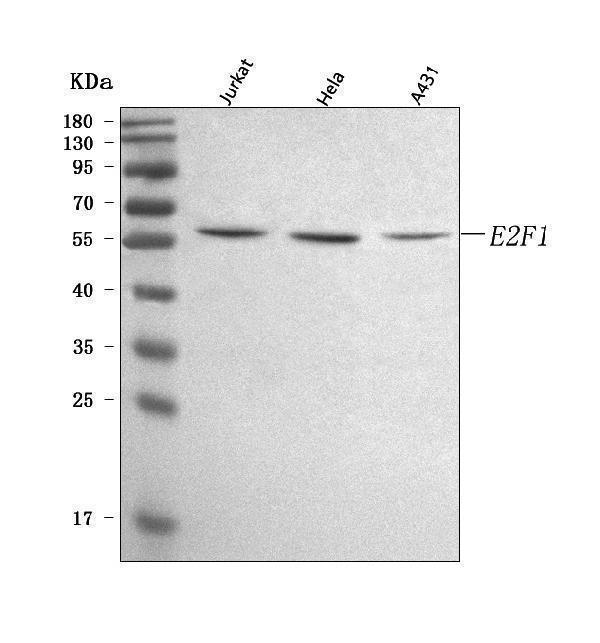 a00257 3 e2f1 primary antibodies wb testing 1