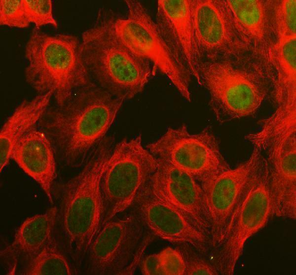 a00260 3 arntl primary antibodies if testing 1
