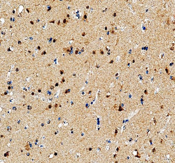 a00260 3 arntl primary antibodies ihc testing 1