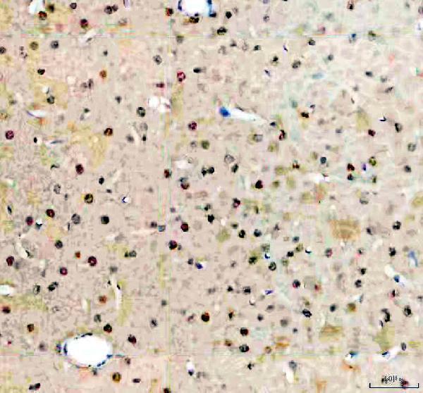 a00260 3 arntl primary antibodies ihc testing 3