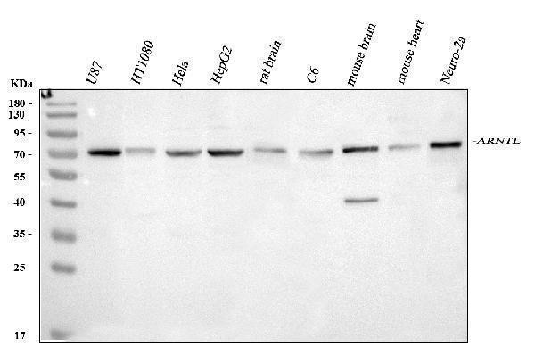 a00260 3 arntl primary antibodies wb testing 1
