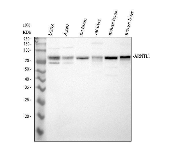 a00260 3 arntl primary antibodies wb testing 1_1