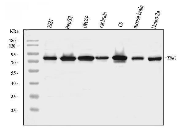  Western blot analysis of NAK/TBK1 using anti-NAK/TBK1 antibody (A00261-1)
