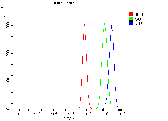  Flow Cytometry analysis of U87 cells using anti-ATR antibody (A00262-3)