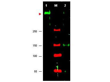 a00262 atr primary antibodies wb testing 1