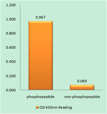 Enzyme-Linked Immunosorbent Assay (Phospho-ELISA) for Immunogen Phosphopeptide (Phospho-left) and Non-Phosphopeptide (Phospho-right), using ATR (Phospho-Ser428) Antibody